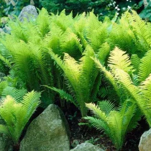 5 Ostrich Fern Rhizomes - Native Shade Perennial Plant - USDA Zones 3-7 - Image 9