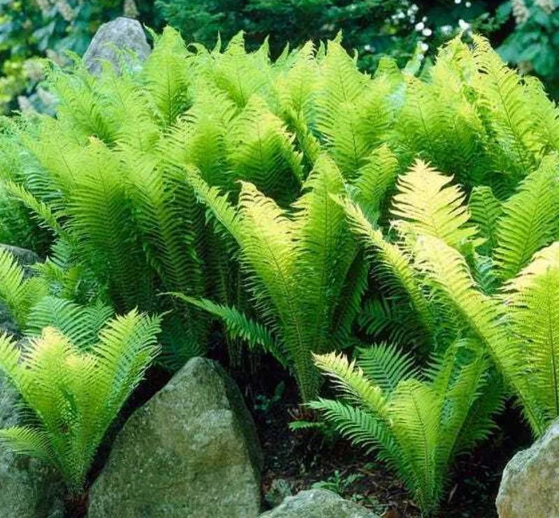 5 Ostrich Fern Rhizomes - Native Shade Perennial Plant - USDA Zones 3-7 - Image 9
