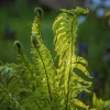 5 Ostrich Fern Rhizomes - Native Shade Perennial Plant - USDA Zones 3-7 - Image 1