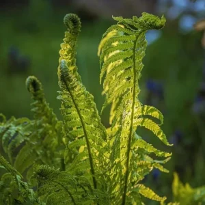 5 Ostrich Fern Rhizomes - Native Shade Perennial Plant - USDA Zones 3-7 - Image 1