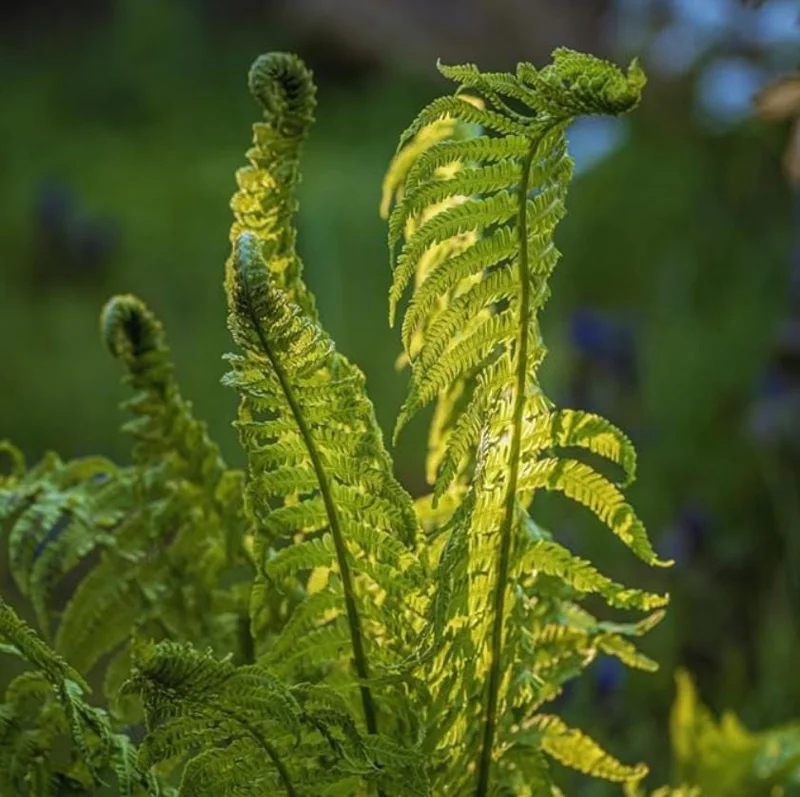 5 Ostrich Fern Rhizomes - Native Shade Perennial Plant - USDA Zones 3-7 - Image 1