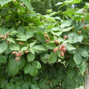 5 Ouachita Blackberry Live Plant Starter Plugs - Thornless, Sweet Berries - Image 7