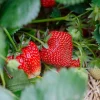 5 Ozark Beauty Strawberry Bare Root Plants – Everbearing, Sweet Red Berries - Image 1