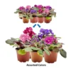 5-Pack African Violet Live Plants, Assorted Ruffled Flowers, 4-inch Pots, Indoor - Image 1