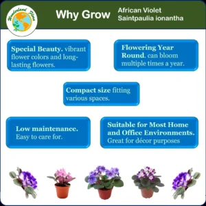 5-Pack African Violet Live Plants, Assorted Ruffled Flowers, 4-inch Pots, Indoor - Image 4