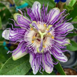 5 Panama Red Passion Fruit Starter Plants - Passiflora edulis Live Vine - Image 2
