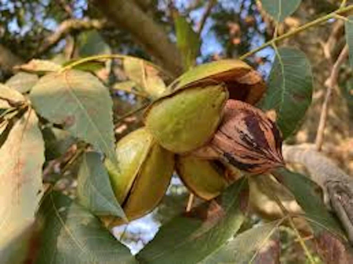 5 Pecan Tree Bare Root Plants 12-24in Tall - Hardy Carya illinoinensis - Image 1