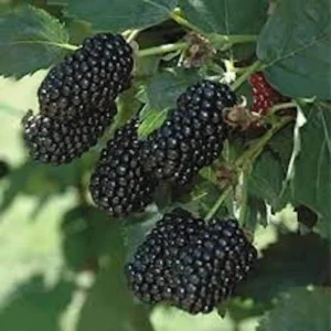 5 Prime Ark 45 Blackberry Plant - Primocane Fruiting Live Bare Root Bush - Image 2