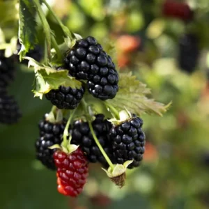 5 Prime-Ark Horizon Blackberry Live Plant Starter Plugs - Everbearing Rubus - Image 5