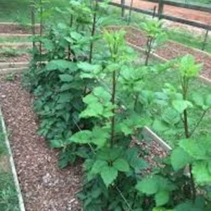 5 Prime Ark Traveler Thornless Blackberry Live Plant Plug - Rubus 'APF-190T' - Image 4