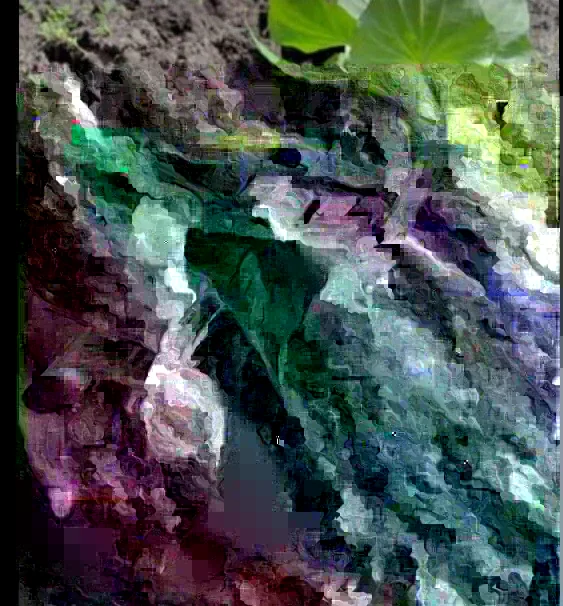 5 Purple Okinawa Sweet Potato Plants - Live Edible Vegetable Plant, Potted - Image 7