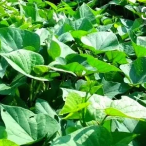 5 Purple Okinawa Sweet Potato Plants - Live Edible Vegetable Plant, Potted - Image 8