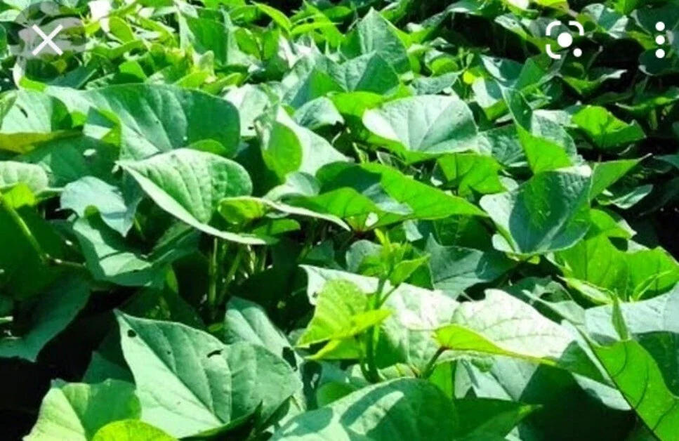 5 Purple Okinawa Sweet Potato Plants - Live Edible Vegetable Plant, Potted - Image 8