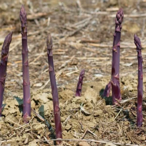 5 Purple Passion Asparagus Bare Roots - Asparagus officinalis, Sweet & Tender - Image 3