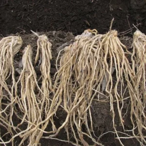 5 Purple Passion Asparagus Bare Roots - Asparagus officinalis, Sweet & Tender - Image 4
