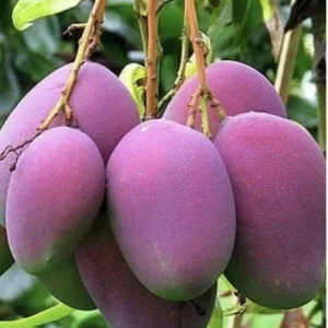 5 Purple Tommy Mango Cuttings Scions for Grafting - Fruit Tree Live Plant - Image 10