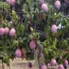 5 Purple Tommy Mango Cuttings Scions for Grafting - Fruit Tree Live Plant - Image 1