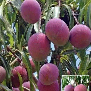 5 Purple Tommy Mango Cuttings Scions for Grafting - Fruit Tree Live Plant - Image 11