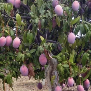 5 Purple Tommy Mango Cuttings Scions for Grafting - Fruit Tree Live Plant - Image 1