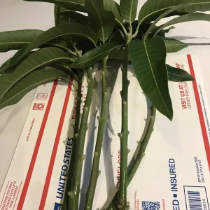 5 Purple Tommy Mango Cuttings Scions for Grafting - Fruit Tree Live Plant - Image 6