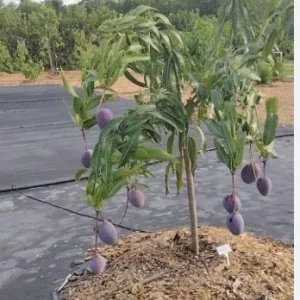 5 Purple Tommy Mango Scions for Grafting - Create Grafted Fruit Trees - Image 4