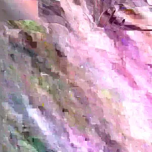 5 Purple Tommy Mango Scions for Grafting - Fruit Tree Cuttings - Image 5