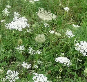 5 Queen Anne's Lace Bare Root Plants - Perennial Wildflower, Daucus Carota - Image 10