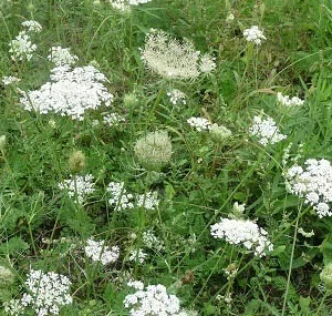 5 Queen Anne's Lace Bare Root Plants – Perennial Wildflower – Daucus Carota - Image 10