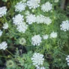 5 Queen Anne's Lace Bare Root Plants - Perennial Wildflower, Daucus Carota - Image 1