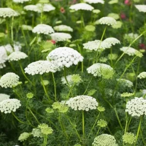 5 Queen Anne's Lace Bare Root Plants – Perennial Wildflower – Daucus Carota - Image 4