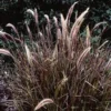 5 Red Fountain Grass Bare Root Starter Plants - Pennisetum Rubrum Ornamental Grass - Image 1