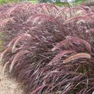 5 Red Fountain Grass Bare Root Starter Plants - Pennisetum Rubrum Ornamental Grass - Image 3