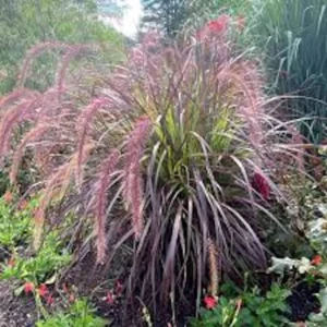 5 Red Fountain Grass Bare Root Starter Plants - Pennisetum Rubrum Ornamental Grass - Image 4
