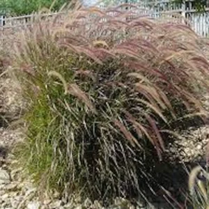 5 Red Fountain Grass Bare Root Starter Plants - Pennisetum Rubrum Ornamental Grass - Image 5