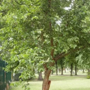 5 Red Mulberry Bare Root Seedlings 12-18