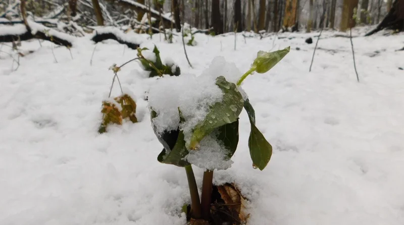 5 Red Trillium Flower Bulbs – Wood Lily Perennial Flowers for Shade - Image 10