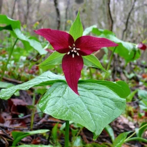 5 Red Trillium Flower Bulbs – Wood Lily Perennial Flowers for Shade - Image 2