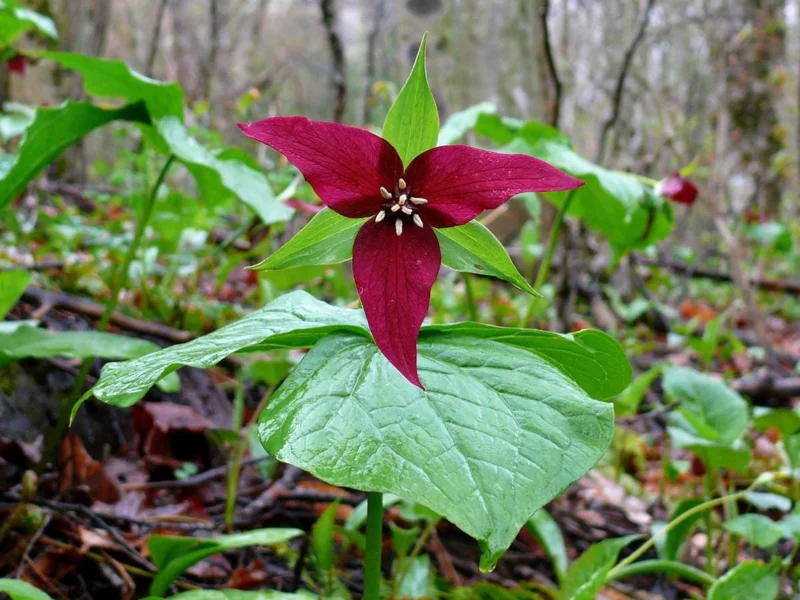5 Red Trillium Flower Bulbs – Wood Lily Perennial Flowers for Shade - Image 2