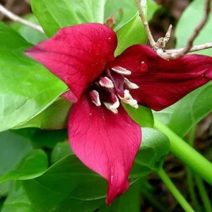 5 Red Trillium Flower Bulbs – Wood Lily Perennial Flowers for Shade - Image 3