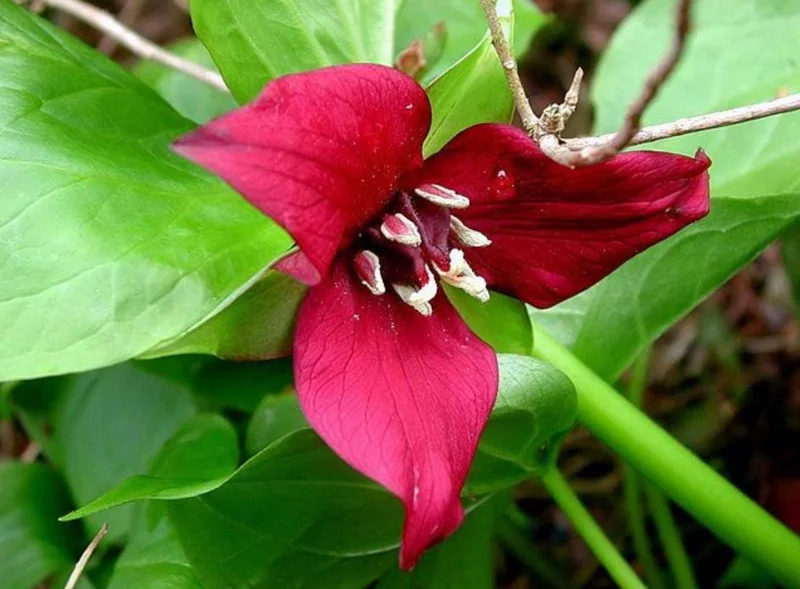 5 Red Trillium Flower Bulbs – Wood Lily Perennial Flowers for Shade - Image 3