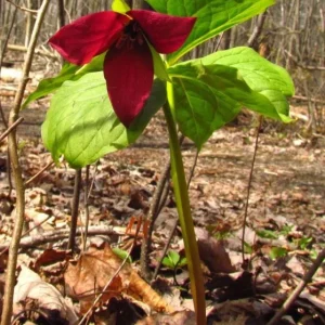 5 Red Trillium Flower Bulbs – Wood Lily Perennial Flowers for Shade - Image 4