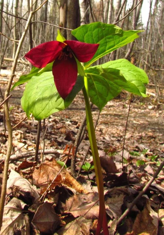 5 Red Trillium Flower Bulbs – Wood Lily Perennial Flowers for Shade - Image 4