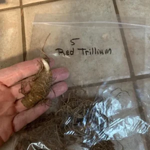 5 Red Trillium Flower Bulbs – Wood Lily Perennial Flowers for Shade - Image 5