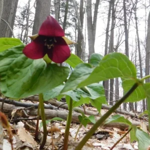 5 Red Trillium Flower Bulbs – Wood Lily Perennial Flowers for Shade - Image 6