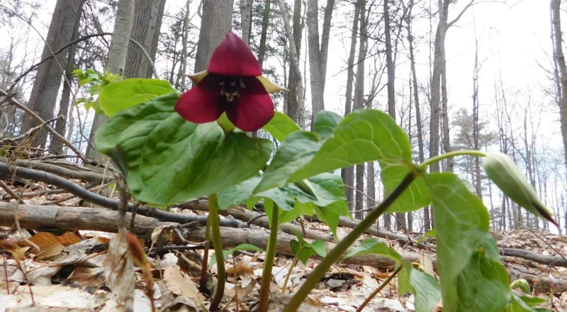 5 Red Trillium Flower Bulbs – Wood Lily Perennial Flowers for Shade - Image 6