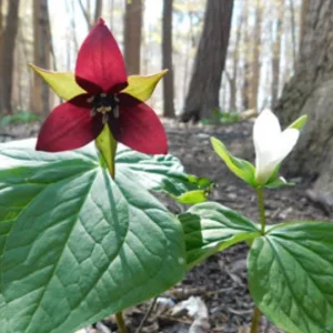 5 Red Trillium Flower Bulbs – Wood Lily Perennial Flowers for Shade - Image 7