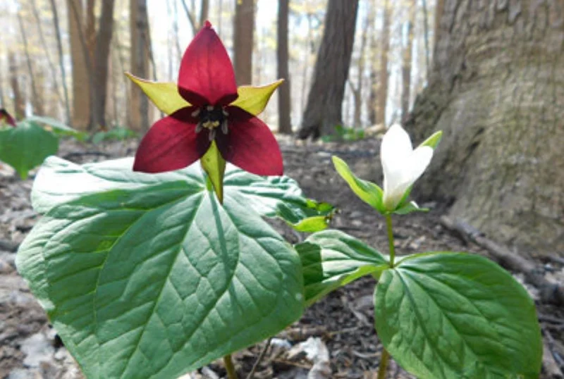 5 Red Trillium Flower Bulbs – Wood Lily Perennial Flowers for Shade - Image 7