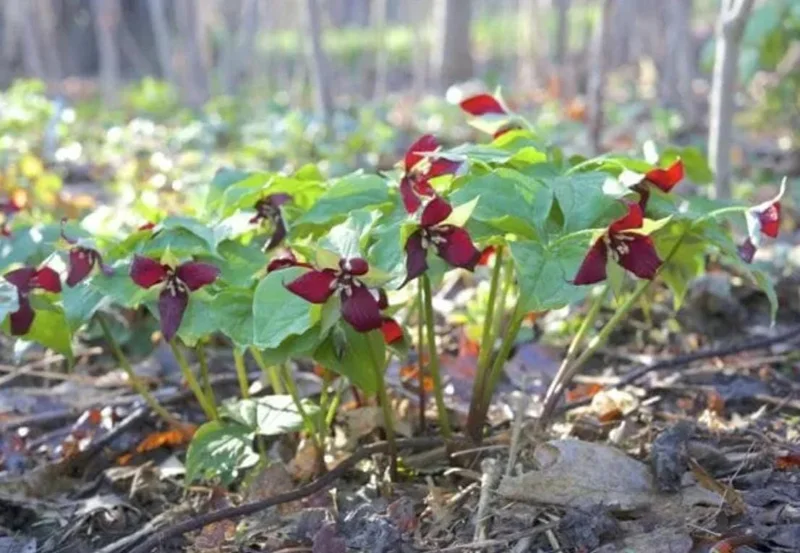 5 Red Trillium Flower Bulbs – Wood Lily Perennial Flowers for Shade - Image 8