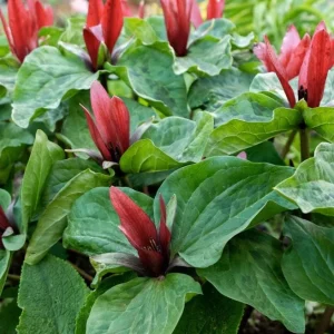 5 Red Trillium Flower Bulbs – Wood Lily Perennial Flowers for Shade - Image 9
