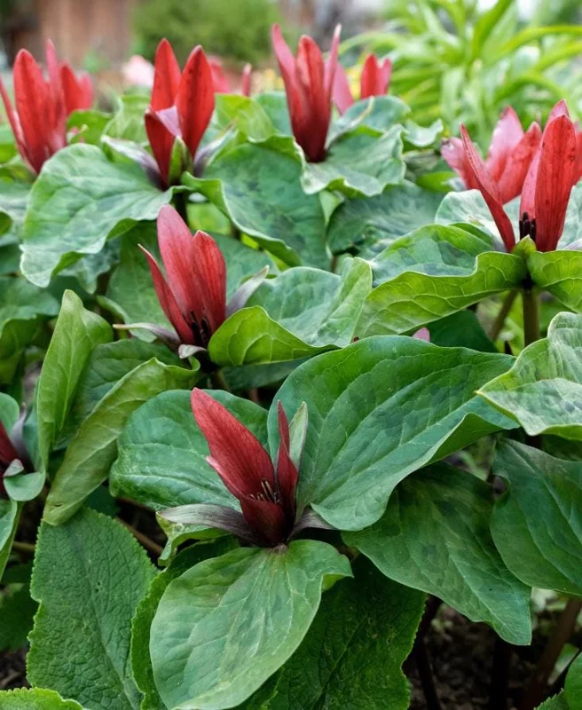 5 Red Trillium Flower Bulbs – Wood Lily Perennial Flowers for Shade - Image 9